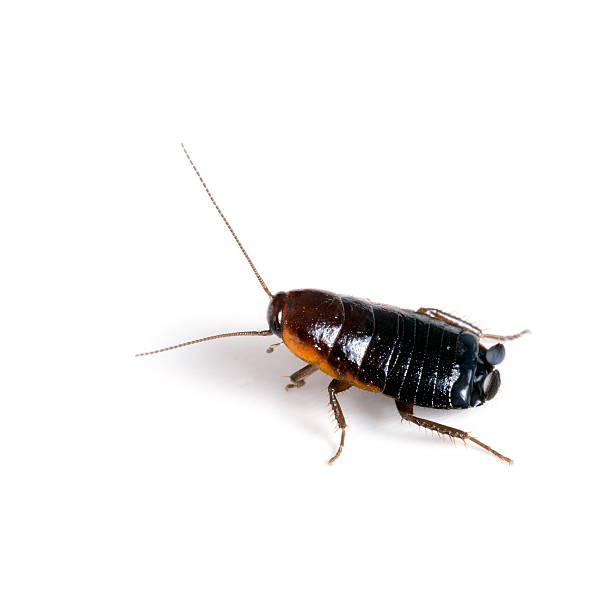 Blatta orientalis - female black cockroach aka Oriental