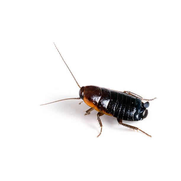 Blatta orientalis - female black cockroach aka Oriental White background. cockroach stock pictures, royalty-free photos & images