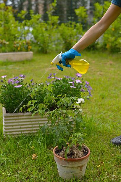 istock Pesticide spray 498127083