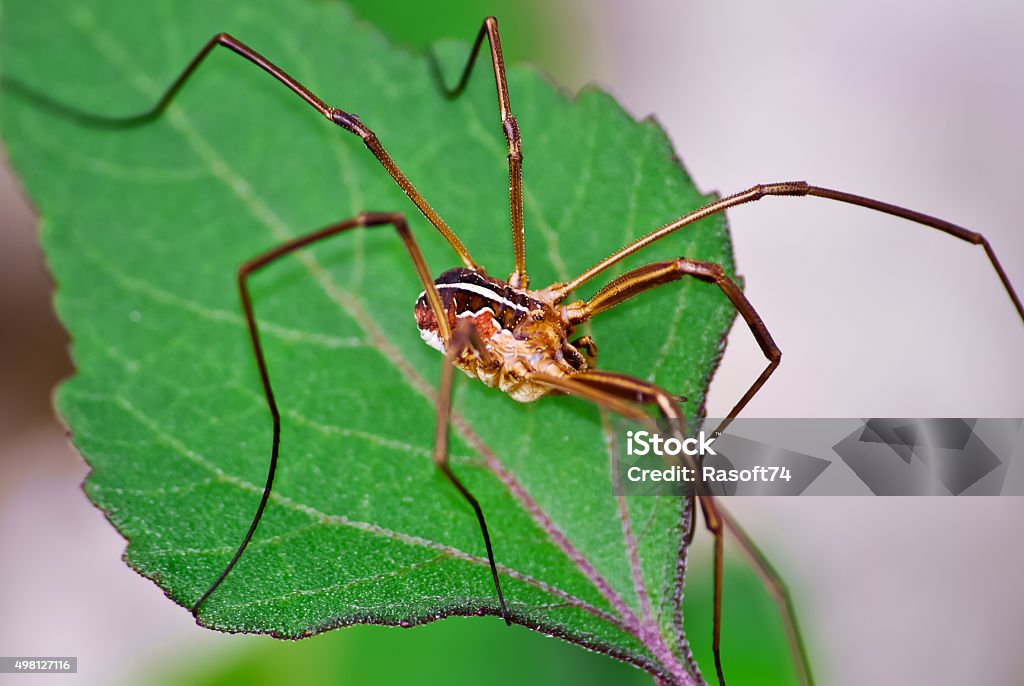 Opiliones Close-up of a opiliones on a leaf. 2015 Stock Photo