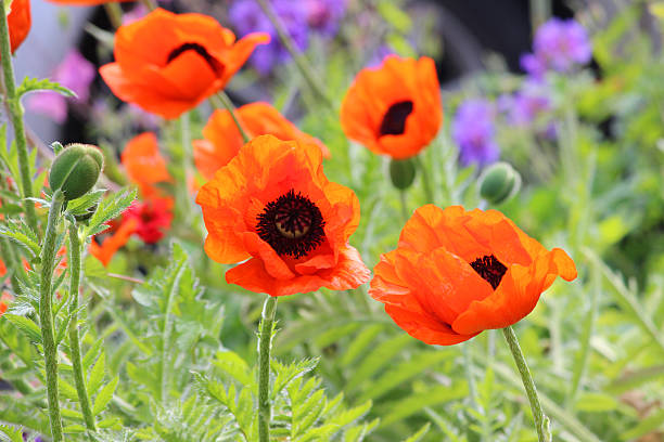 papaveráceas (vermelho brilhante vermelho flor de papoula oriental/papaver orientale brilhante) - poppy flower petal stamen imagens e fotografias de stock