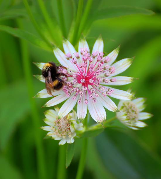 istock bee on a Nigella Damascena. 498127157