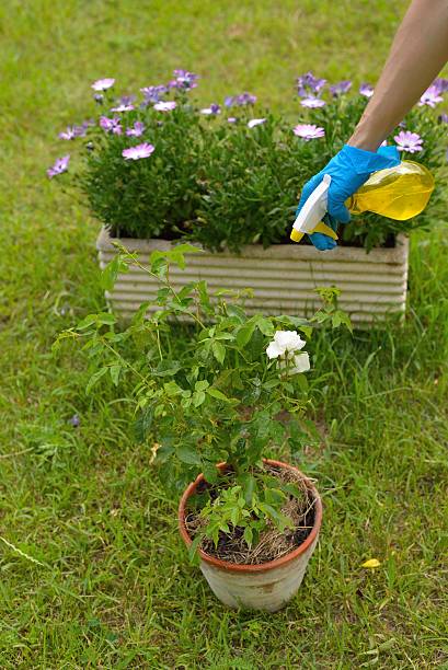 istock Pesticide spray 498127673