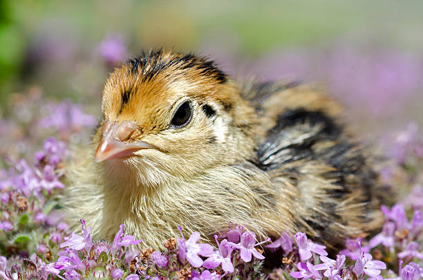 Japanese quail chick, Coturnix japonica, sitting in a bed of wooly thyme.