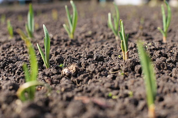 istock onions in the garden 498129527