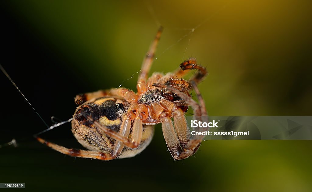 Detalhe de fotografia de aranha - Foto de stock de Animais caçando royalty-free