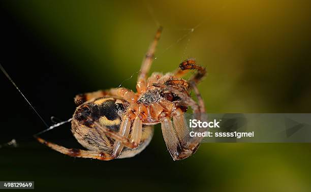 Foto de Detalhe De Fotografia De Aranha e mais fotos de stock de Animais caçando - Animais caçando, Animal, Aracnofobia