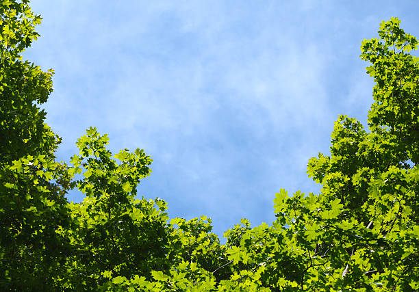 istock Blue sky in a frame of maple crown 498130371