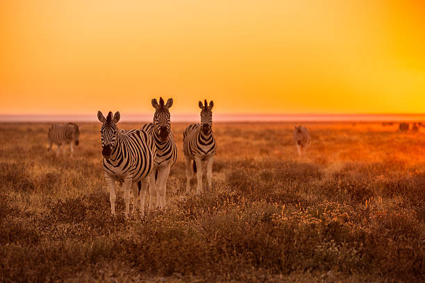 zebra grasen bei sonnenaufgang im etosha, namibia - etoscha nationalpark stock-fotos und bilder