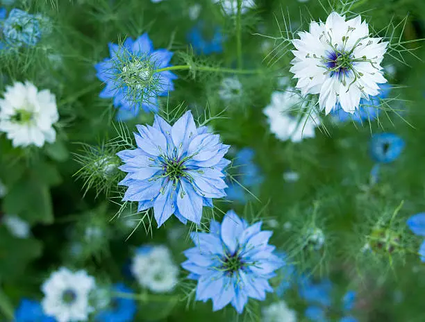 In English, Nigella sativa seed is variously called fennel flower, nutmeg flower,black caraway, Roman coriander and black cumin.