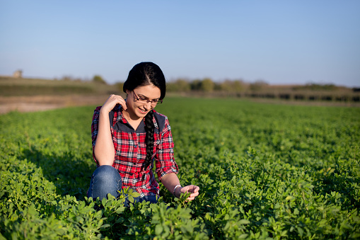 Pretty young farmer girl squatting in green alfalfa field and looking at leaves