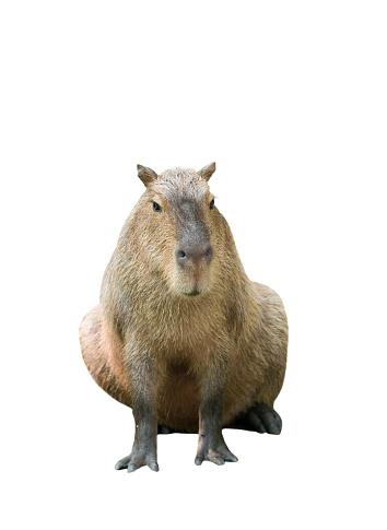 capybara ( hydrochoerus hydrochaeris ) isolated on white background