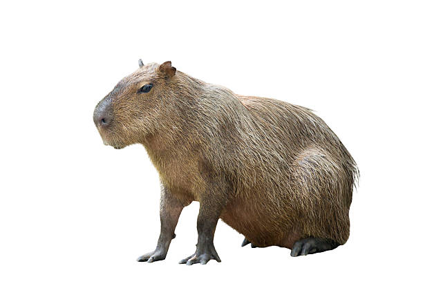 capybara isolated capybara ( hydrochoerus hydrochaeris ) isolated on white background capybara stock pictures, royalty-free photos & images