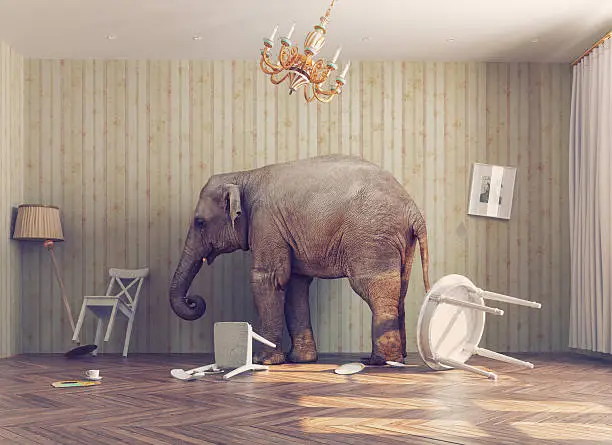 elephant calm in a room. photo combination concept