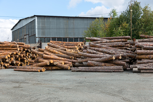 Automatic sorting logs diameter at the sawmill