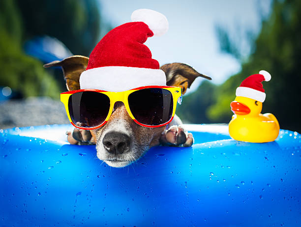 istock beach dog at christmas 498142786