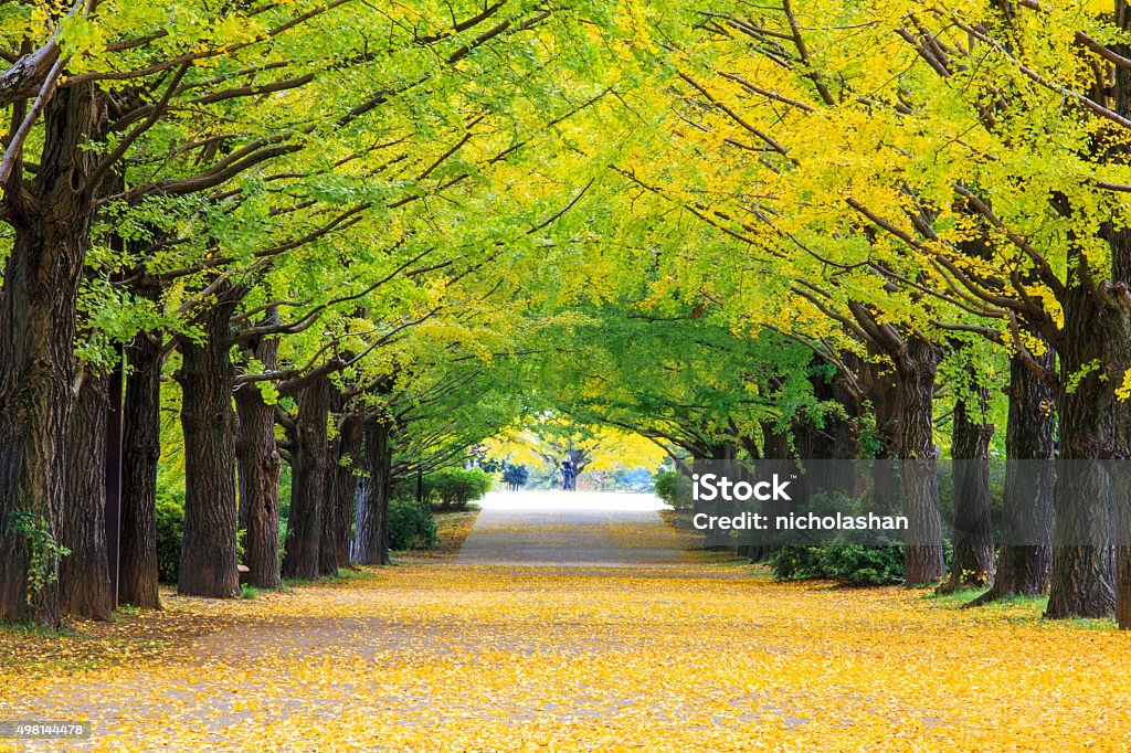 Yellow autumn color Yellow autumn color adorns the trees in this grove of Ginkgo treesYellow autumn color adorns the trees in this grove of Ginkgo trees North Stock Photo