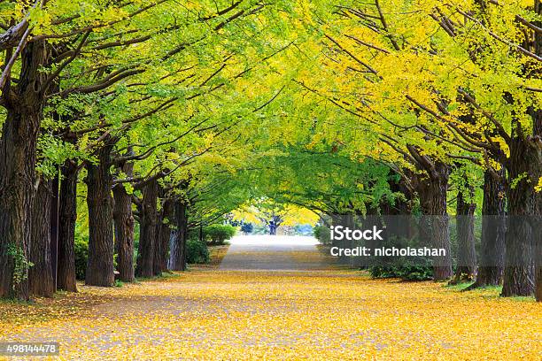 Yellow Autumn Color Stock Photo - Download Image Now - North, Virginia - US State, 2015