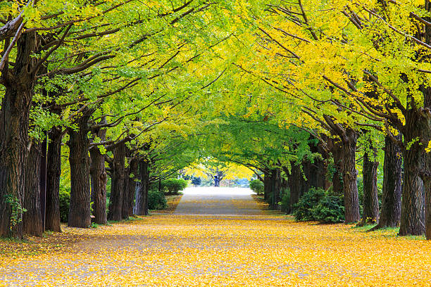 cores de outono amarelo - virginia ginkgo tree tree autumn - fotografias e filmes do acervo