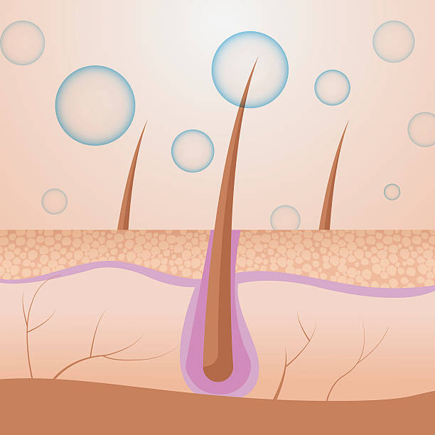illustrazioni stock, clip art, cartoni animati e icone di tendenza di pelle la struttura interna della parte biologia vettoriale - blood cell cell human cell animal cell