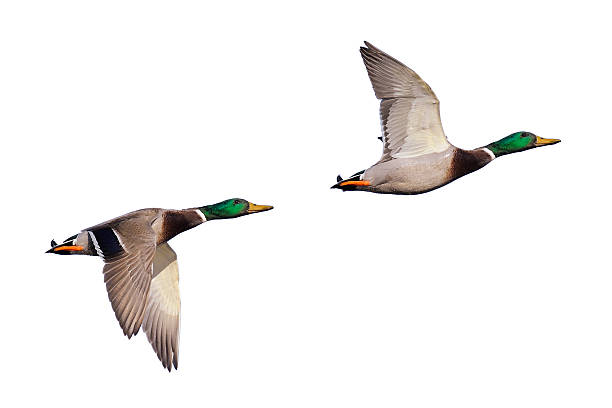 Two mallard ducks in flight Northern mallard ducks in flight isolated on white. mallard duck stock pictures, royalty-free photos & images