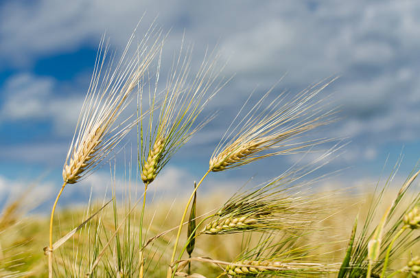 three wheat sheaves stock photo