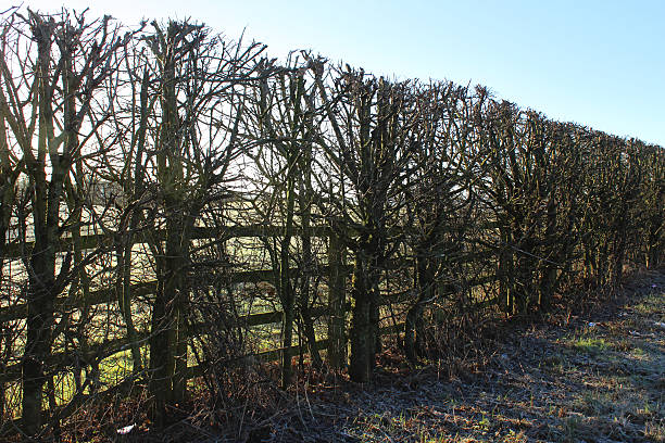 istock Image of hawthorn, hazel, field maple, sloe, wild cherry hedgerow 498146978