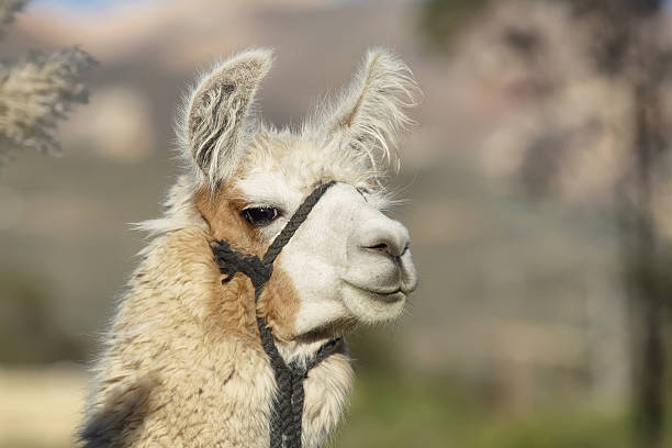istock Closeup of a lama in Putre 498148206