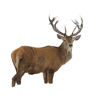 Red deer standing in snow isolated on white.