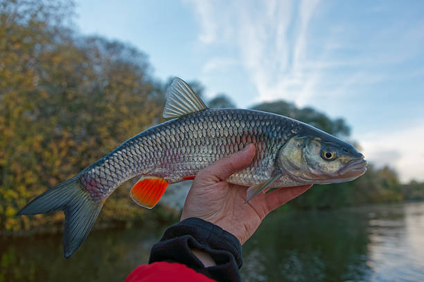 istock Chub in fisherman's hand 498148744