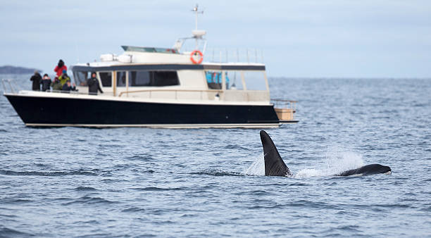 istock Whale safari on rib boat in the arctic environment 498150144