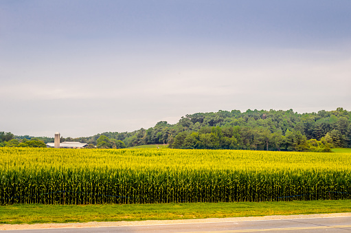 A beautiful view of a corn field in the farmlands of North Carolina.