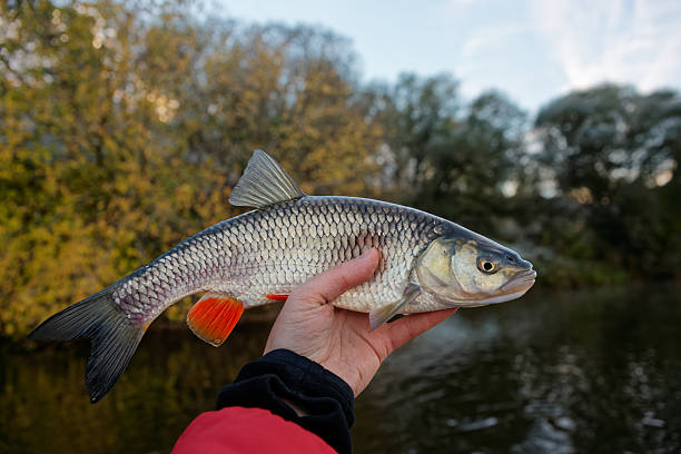 istock Chub in fisherman's hand 498151648