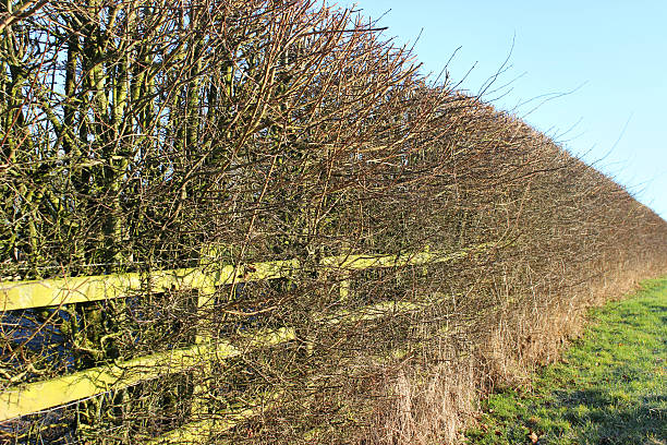 istock Image of arable land deciduous boundary of hawthorn and hazel 498152066
