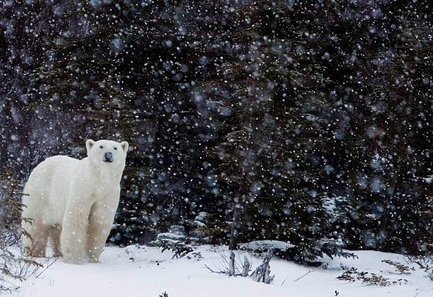urso polar em uma tempestade de neve - arctic canada landscape manitoba imagens e fotografias de stock