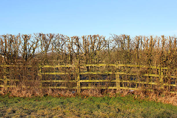 istock Image of deciduous, mixed hedge on arable land in winter 498152334