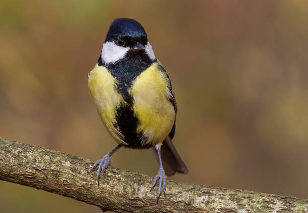 istock Great tit sitting on a branch 498152734