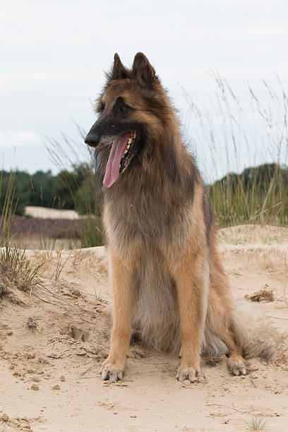 istock Dog, Belgian shepherd Tervuren, looking out over dunes 498153570