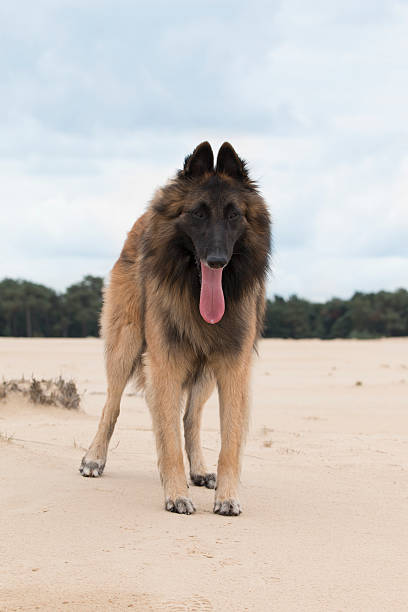 istock Dog, Belgian shepherd Tervuren, standing on sand 498153614