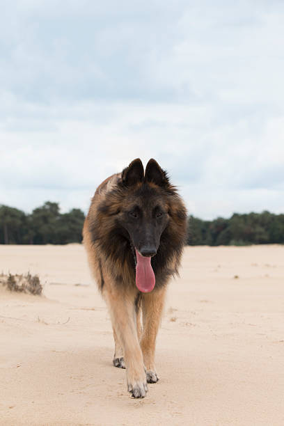 istock Dog, Belgian Shepherd Tervuren, walking on sand to camera 498153650