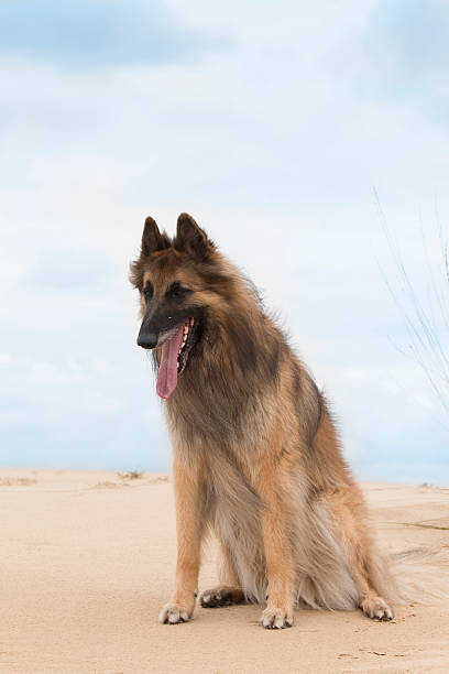 istock Dog, Belgian shepherd Tervuren, sitting on sand, looking down 498153714