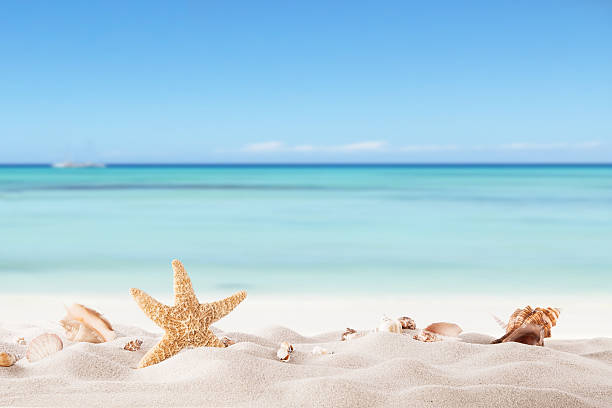 Summer beach with strafish and shells Summer concept with sandy beach, shells and starfish. waters edge photos stock pictures, royalty-free photos & images