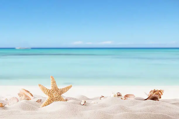 Photo of Summer beach with strafish and shells