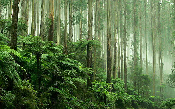 árbol ferns en negro spur drive, healesville, victoria - nature beauty in nature season color image fotografías e imágenes de stock