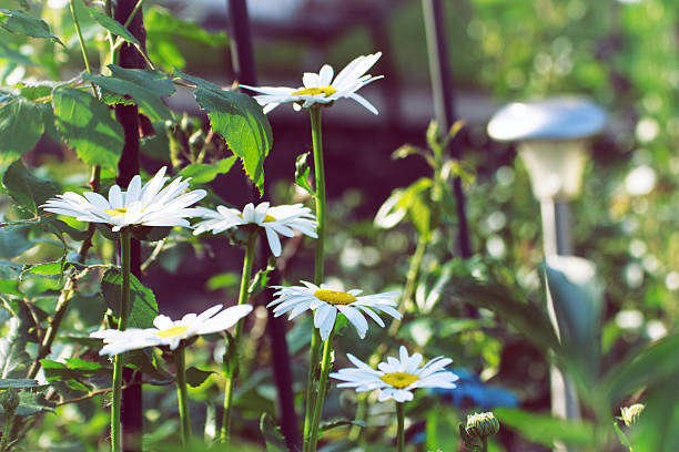 Summer daisies with large leaves