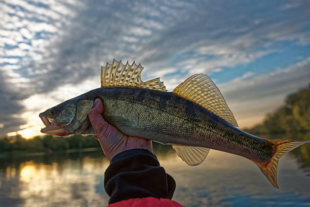 istock Walleye in fisherman's hand, HDR toned 498168756
