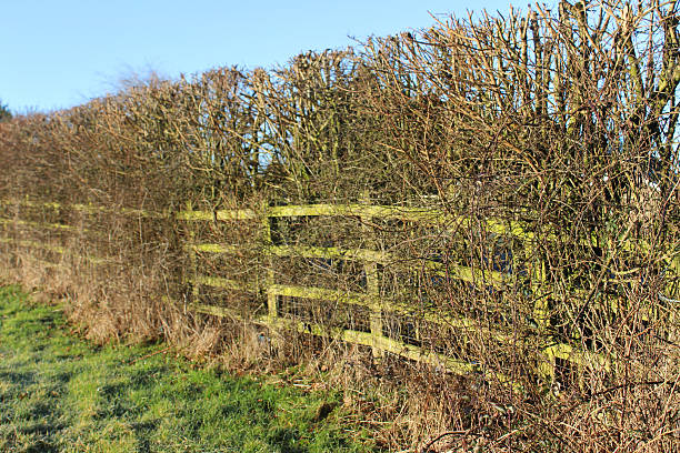 istock Image of mixed deciduous hedgerow with field maples and sloes 498169164
