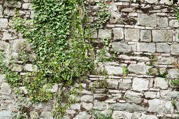istock Old stone wall with green ivy 498169291