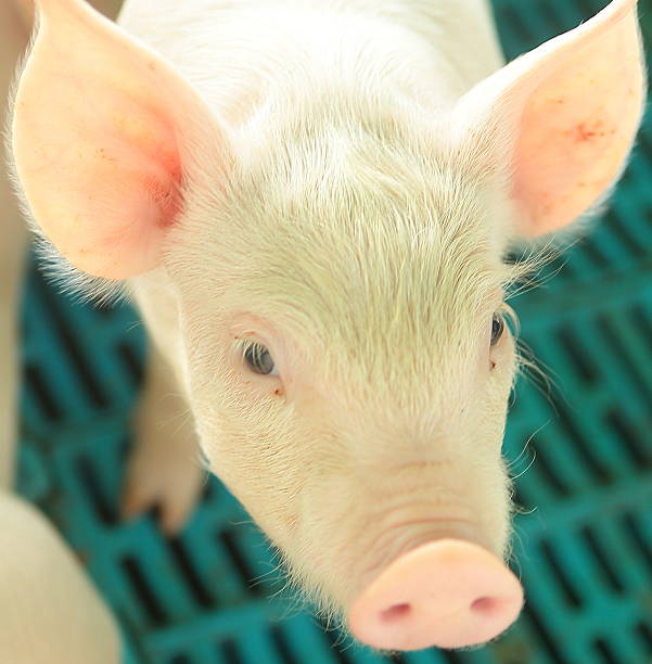 istock Closeup shot of piglet on a sunny day 498169773