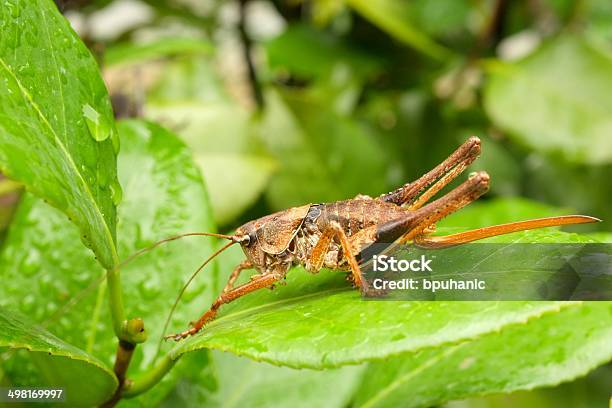 Locust Grasshopper Na Liść Z Deszczu Kropelki Wody - zdjęcia stockowe i więcej obrazów Bez ludzi - Bez ludzi, Brązowy, Deszcz